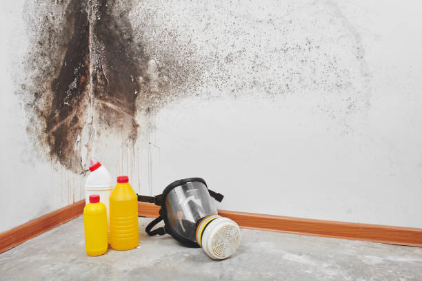 Best Black Mold Removal  in Watauga, TX