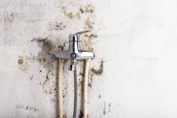 Best Residential Mold Removal  in Watauga, TX