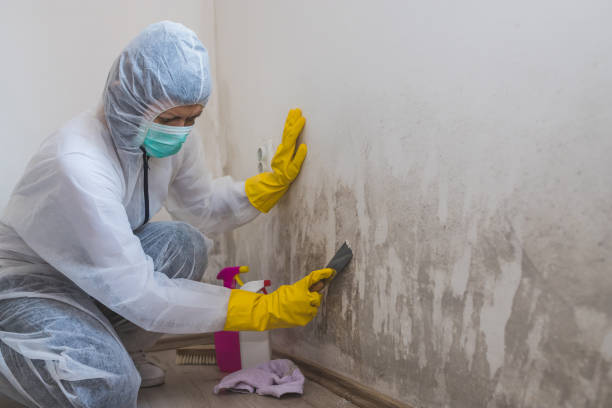Best Black Mold Removal  in Watauga, TX