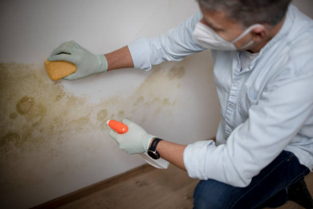Best Mold Testing  in Watauga, TX
