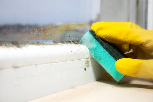 Attic Mold Removal in Watauga, TX