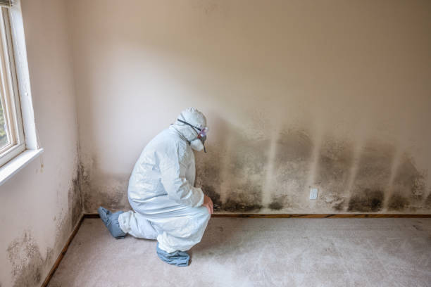 Best Toxic Mold Removal  in Watauga, TX